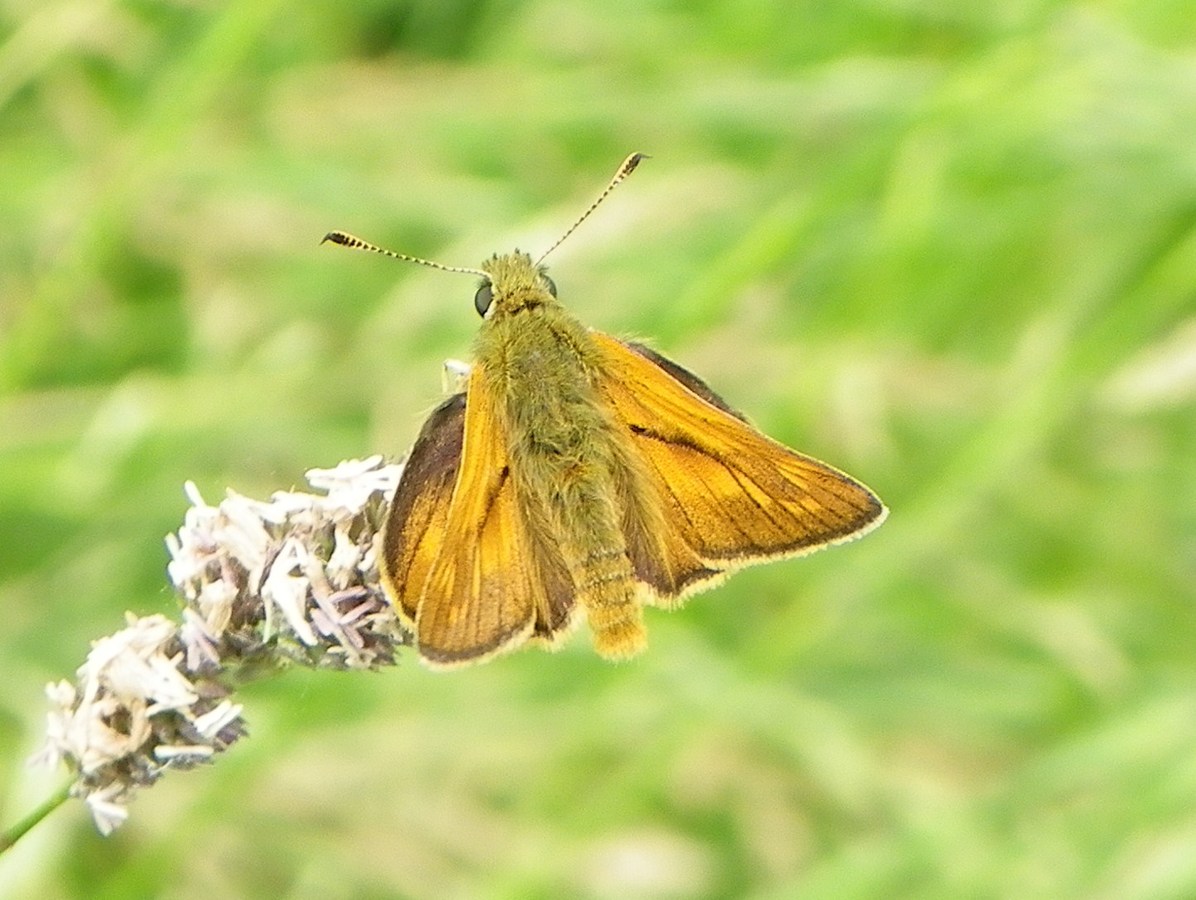 Male large skipper